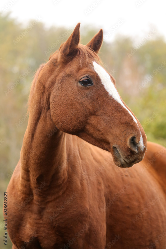 Head portrait of a young thoroughbred stallion on ranch autumnal weather Head portrait of a young thoroughbred stallion on ranch autumnal weather