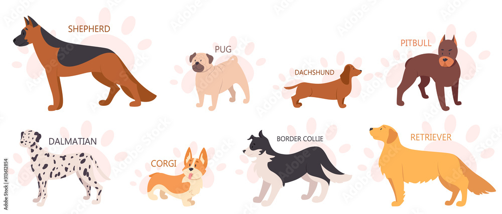 Set of beautiful purebred dogs. Collection of dogs of various breed