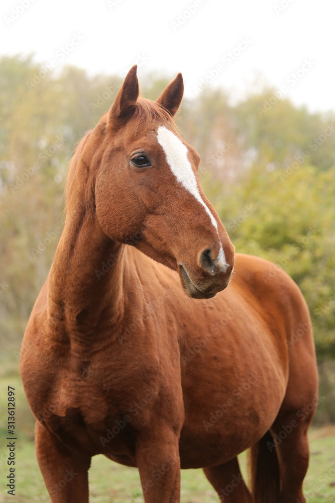 Head portrait of a young thoroughbred stallion on ranch autumnal weather Head portrait of a young thoroughbred stallion on ranch autumnal weather