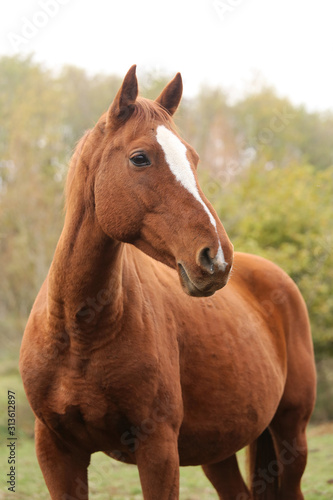 Head portrait of a young thoroughbred stallion on ranch autumnal weather