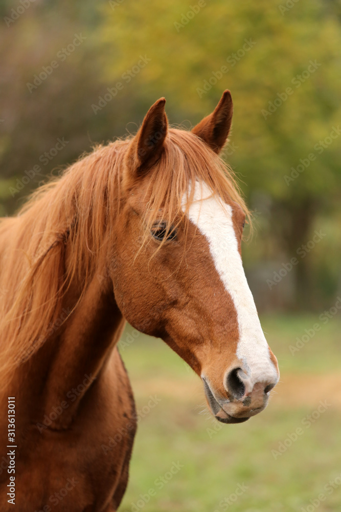 Head portrait of a young thoroughbred stallion on ranch autumnal weather