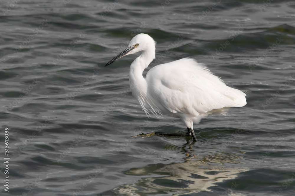 little egret little egret