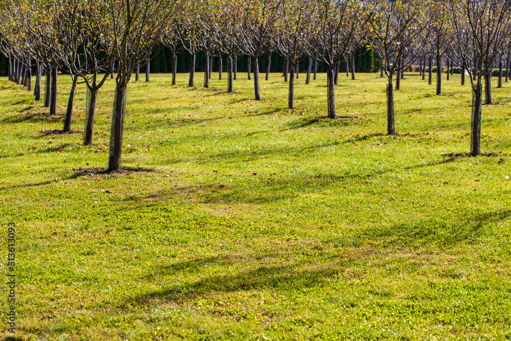 Orchard, young trees of apple trees, planted symmetrically, Line of young cider apple trees. Lines of young cider apple trees