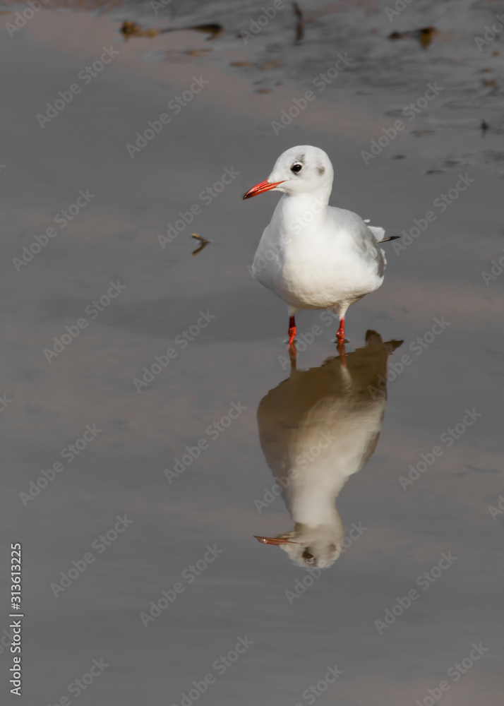 Obraz premium black-headed gull on the beach