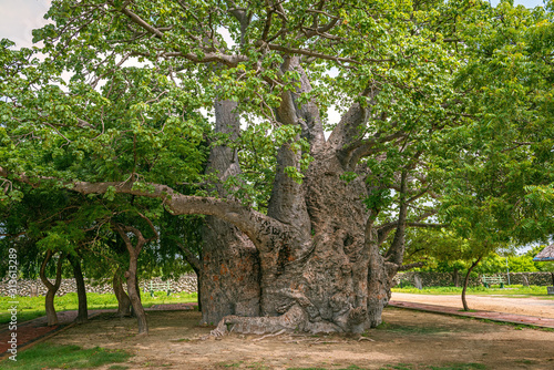 The only baobab in Sri Lanka grows on Delft island