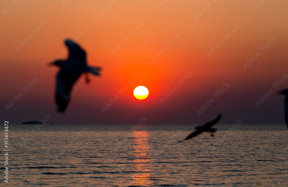 seagull flying on the sky in sunset time at Bang Pu Resort, Thailand. decoration image contain certain grain noise and soft focus.