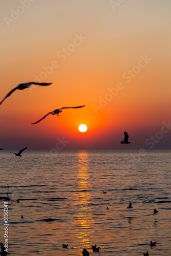 seagull flying on the sky in sunset time  at Bang Pu Resort  Thailand. decoration image contain certain grain noise and soft focus.