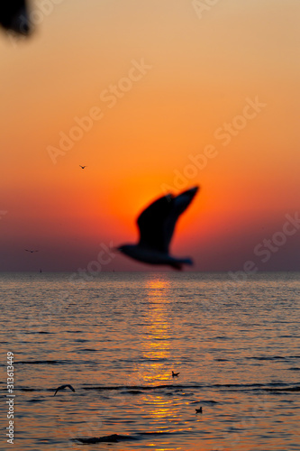Blurred seagull flying on the sky in sunset time at Bang Pu Resort, Thailand. decoration image contain certain grain noise and soft focus.
