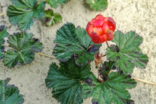 Rubus chamaemorus photo