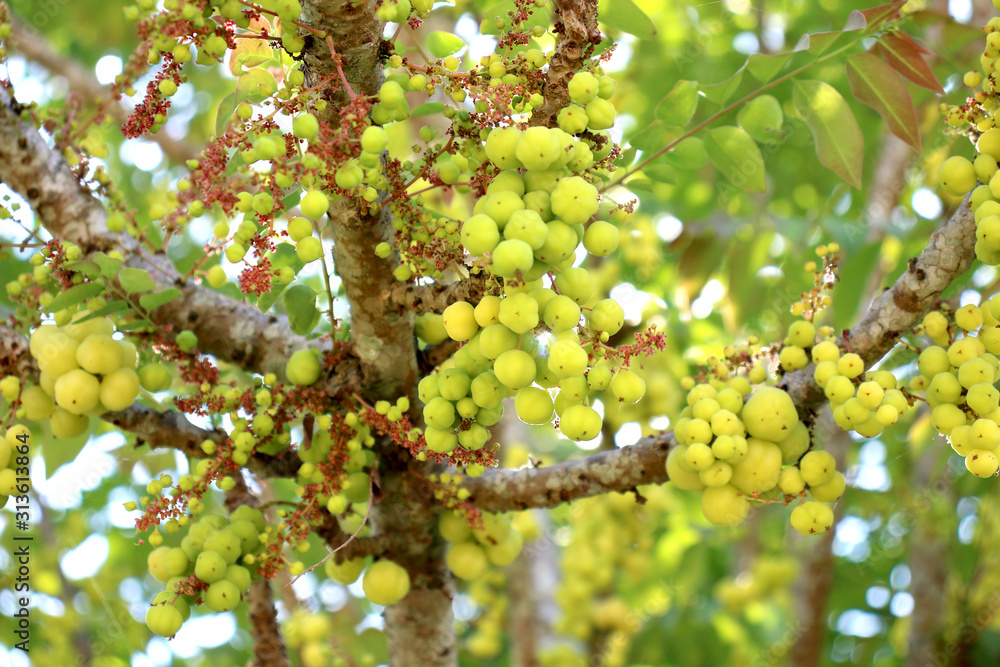 Thai gooseberry fruit hanging on their branch Thai gooseberry fruit hanging on their branch