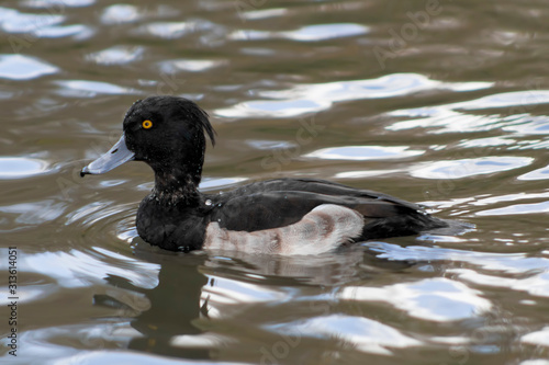 tufted duck in the water