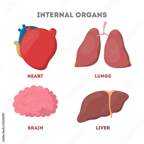 Internal human organ set. Anatomy and biology concept.