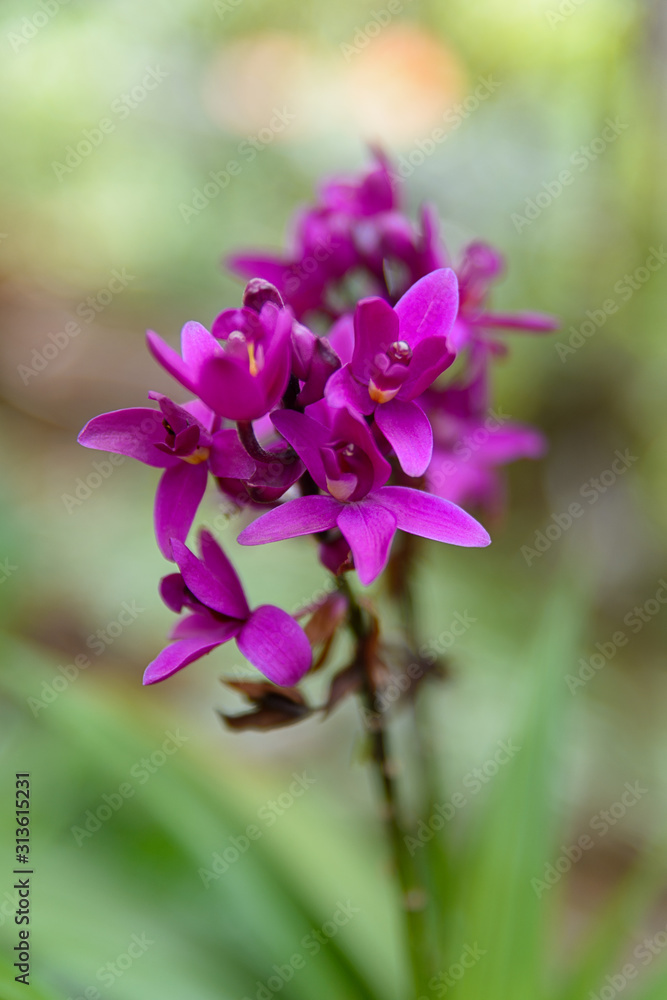 Obraz premium Purple Ground Orchid Flowers