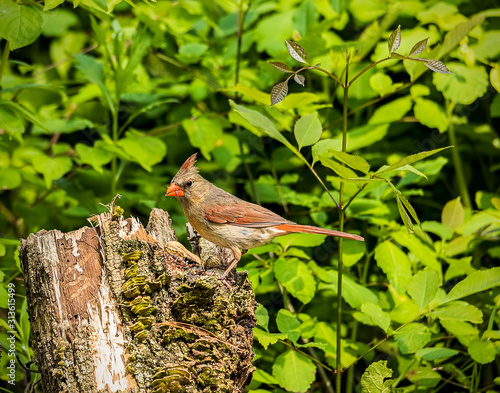 A beautiful female northern cardinal feeding in the wild. 