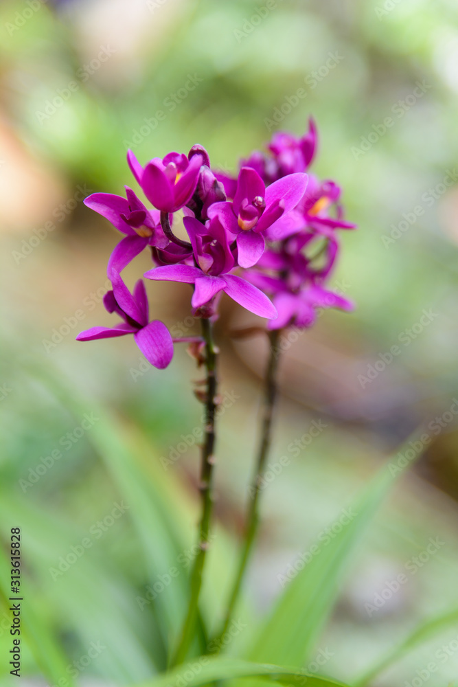 Purple Ground Orchid Flowers