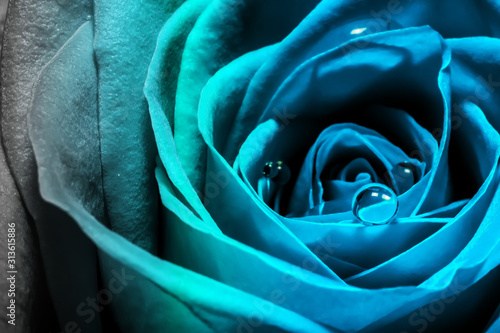 Creative macro photo of a rose flower with drops of water close-up with a gradient in the 2020 color trend in blue tones.