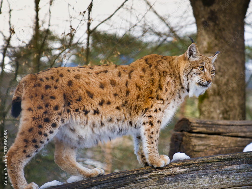 Luchs auf dem Baum Luchs auf dem Baum