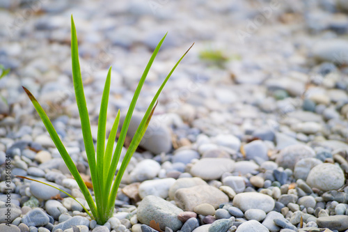 Wachse dort wo es unmöglich erscheint