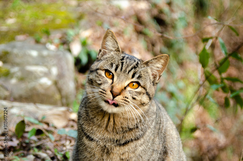 舌なめずりする猫 © RK-79-2