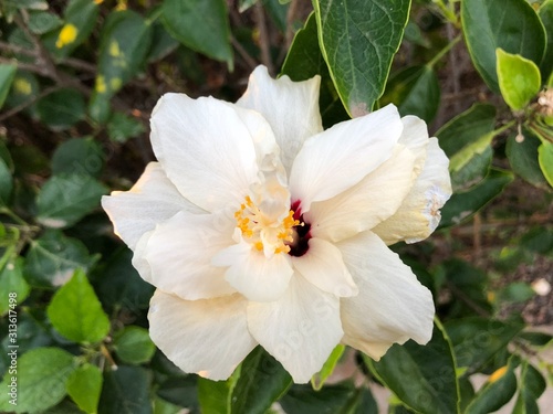 white flower in a green background