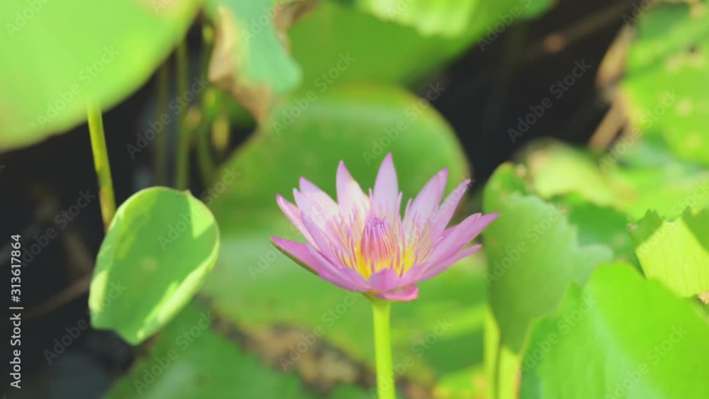 Pink lotus on the lotus pond.blooming waterlily in the summer. Pink lotus on the lotus pond.blooming waterlily in the summer.