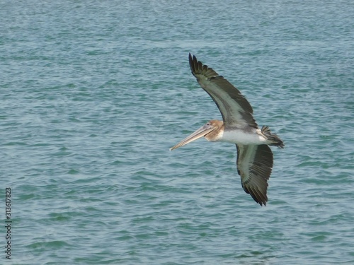 Pelicano volando © andrey