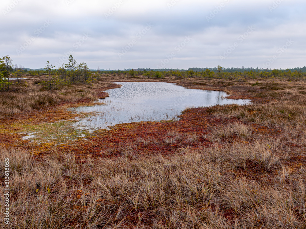 gloomy bog landscape, grass, moss and swamp pines