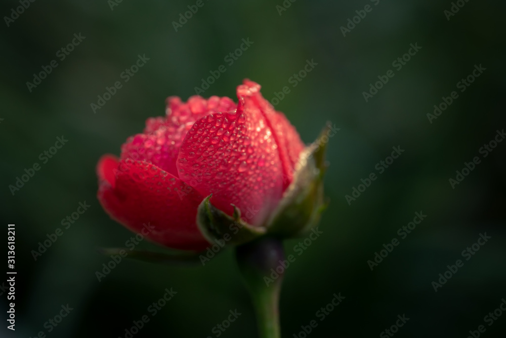 A single isolated red rose bud about to bloom with dew drops in blurred garden backdrop A single isolated red rose bud about to bloom with dew drops in blurred garden backdrop