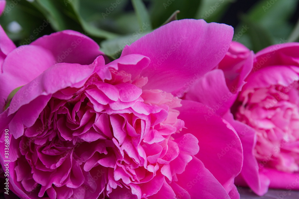 Beautiful pink peony close-up. Blooming flower.