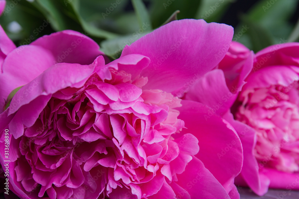Beautiful pink peony close-up. Blooming flower. Beautiful pink peony close-up. Blooming flower.