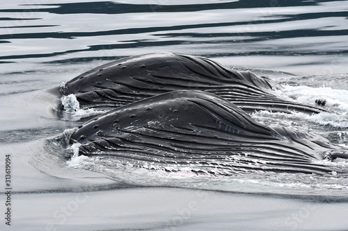 zwei Buckelwale