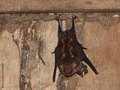 Caccopteryx bilineata, Emballonuridae family. Amazon rainforest, Brazil photo