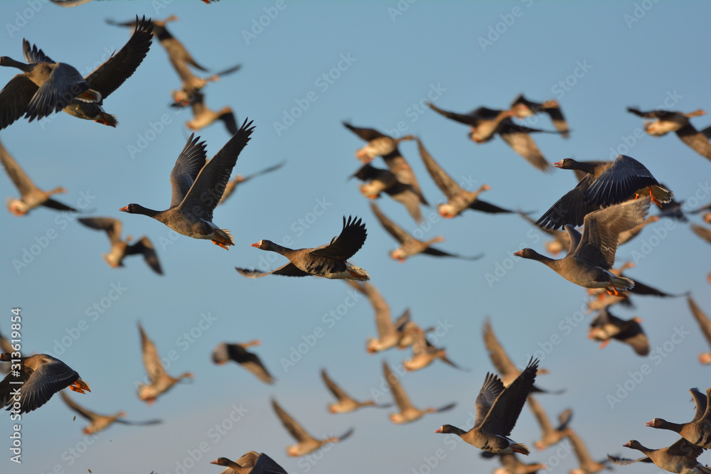 Obraz premium The greater white-fronted goose (Anser albifrons)