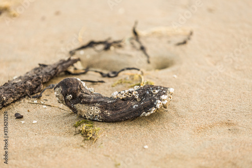 Close up of barnacles  Sessilia  on decaying wood washed down from old peat bank in the North Sea coast Dutch province Noord Holland