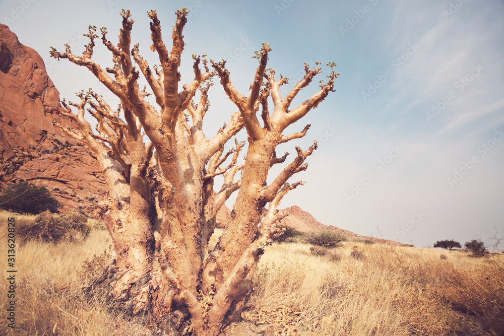 Fototapeta premium African landscapes