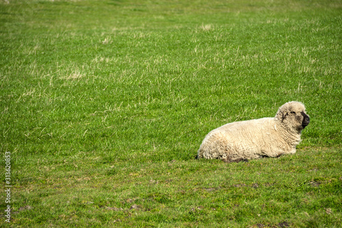 Sheep grazing in the meadow. Aberdeenshire  Scotland  UK