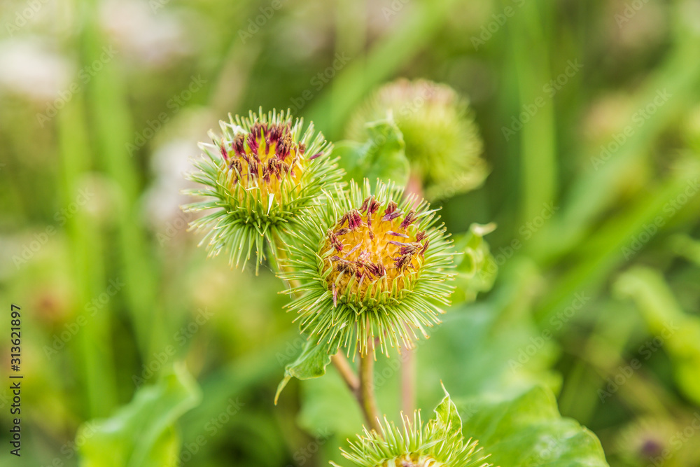 Close up of purple budding flower of Big burdock, Arctium lappa, against blurry green background Close up of purple budding flower of Big burdock, Arctium lappa, against blurry green background
