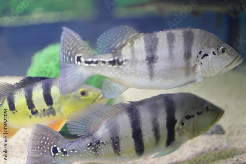 Fish tucunare cycle temensis beautiful striped color, swim in the aquarium. photo