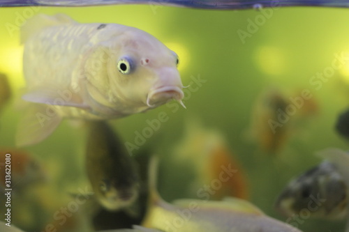 Koi Carp fish swim in their habitat, a species of fish in an aquarium.
