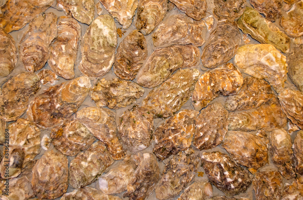 Obraz premium Background of open oyster shells