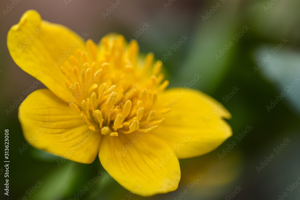 Sumpfdotterblume Caltha palustris Sumpfdotterblume Caltha palustris