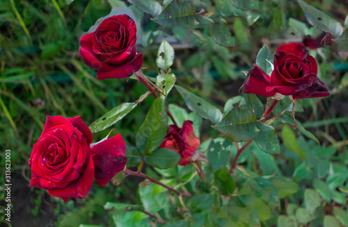 red roses in the summer garden