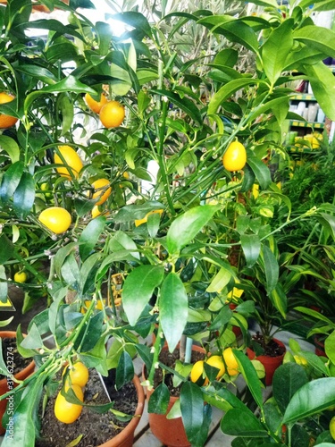 oranges on tree