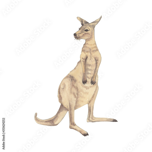 Watercolor illustration animal of Australia, kangaroo. Isolated over white background. For magazine, children's books, books about animals, stickers, magazines, design, factories, business