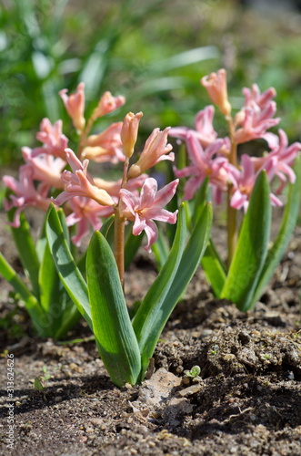 Pink hyacinths varieties  Gypsy Queen   lat. Hyacinthus Gypsy Queen  bloom in the garden