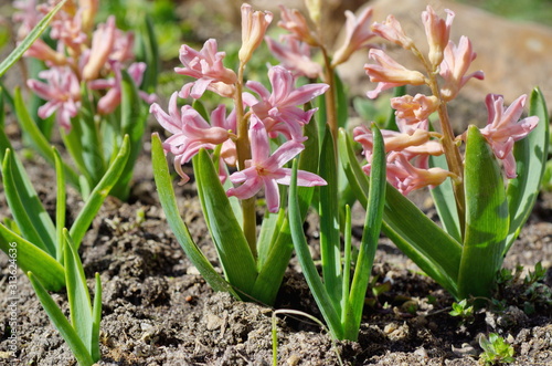 Pink hyacinths bloom in the spring garden