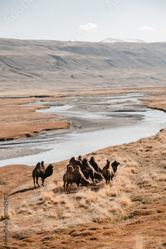 furry camels in the wild in a mountain valley
