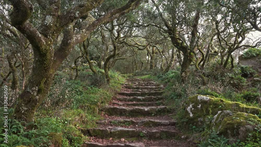 Path in mysterious forest of Bussaco, Coimbra, Portugal, 4k Path in mysterious forest of Bussaco, Coimbra, Portugal, 4k