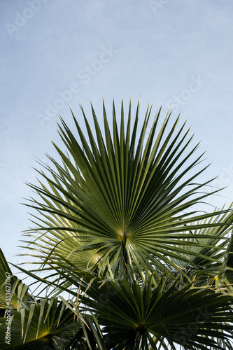 close palm tree portrait against blue sky