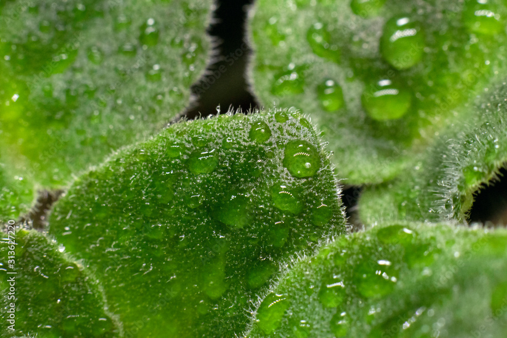Natural background.Green violet leaves in drops of water.Sample focus. Macro photo. Leaves with a small pile. Natural background.Green violet leaves in drops of water.Sample focus. Macro photo. Leaves with a small pile.
